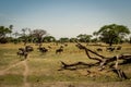 Wildebeest herd in Tarangire National Park safari, Tanzania