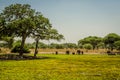 Elephant family in Tarangire National Park safari, Tanzania Royalty Free Stock Photo