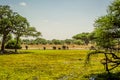 Elephant family in Tarangire National Park safari, Tanzania Royalty Free Stock Photo