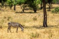 Grassin zebra in Tarangire National Park safari, Tanzania