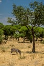 Grassin zebra in Tarangire National Park safari, Tanzania