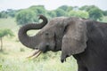 Tarangire National Park, Tanzania - African Elephant