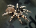 Tarantula