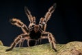 Tarantula Royalty Free Stock Photo