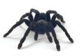 Tarantula Royalty Free Stock Photo