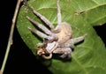 Tarantula Royalty Free Stock Photo