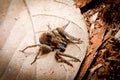 Tarantula Royalty Free Stock Photo