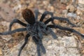 Tarantula