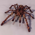 Tarantula