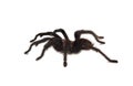 Tarantula against a white background