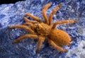 Tarantula on blue rock Royalty Free Stock Photo