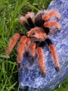 Tarantula on blue rock Royalty Free Stock Photo