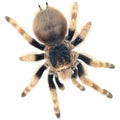 Tarantula Royalty Free Stock Photo