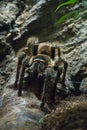 Tarantula Royalty Free Stock Photo