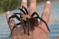 Tarantula Royalty Free Stock Photo