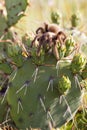 Tarantula on cactus Royalty Free Stock Photo