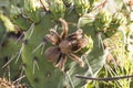 Tarantula Royalty Free Stock Photo