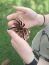 A tarantula can be utterly calm and harmless in the hands of it& x27;s handler, even though it has a painful bite. Royalty Free Stock Photo