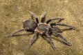 Tarantula, Chilobrachys sp, Theraphosidae, Gumti, Tripura