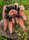 Tarantula climbing mossy rock