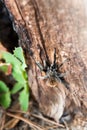 Tarantula climbing a tree in the wild, AZ, US