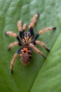 Tarantula climbing up leaf