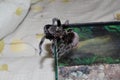 Tarantula climbs out of the terrarium.