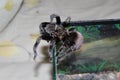 Tarantula climbs out of the terrarium.