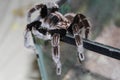 Tarantula climbs out of the terrarium.