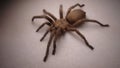 Tarantula Close Up Tarantula , Spider isolated on white background female of Spider Tarantula - Largest spider in terms of leg-sp