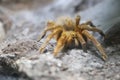 Tarantula in the foreground