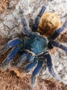 Chromatopelma cyaneopubescens. A green bottle blue tarantula is crawling on stone.