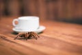 A tarantula and a cup of coffee. Drink in a pet bar with a wild hairy arachnid on a wooden table in Hanoi, Vietnam