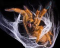 Tarantula displaying fangs Royalty Free Stock Photo