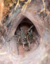 Tarantula at the entrance to its burrow Royalty Free Stock Photo