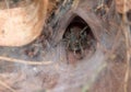 Tarantula at the entrance to its burrow