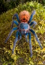 Tarantula facing front Royalty Free Stock Photo