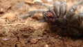 Tarantula fangs. Spider tarantula. Close up female of spider tarantula in wild nature. Largest spider: giant huntsman spider. Arth