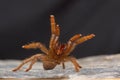 A tarantula of the genus Heterophroctus raised in aggression showing its fangs Royalty Free Stock Photo