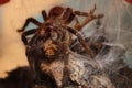 Tarantula has made prey Royalty Free Stock Photo