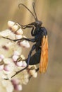 Tarantula Hawk Royalty Free Stock Photo