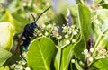 Tarantula hawk on a green bush Royalty Free Stock Photo
