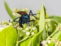 Tarantula hawk on a green bush Royalty Free Stock Photo