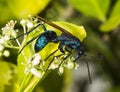 Tarantula hawk on a green bush Royalty Free Stock Photo