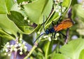 Tarantula hawk on a green bush Royalty Free Stock Photo