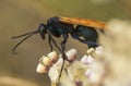 Tarantula Hawk Royalty Free Stock Photo