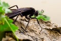 Tarantula hawk Royalty Free Stock Photo