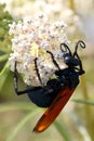 Tarantula hawk wasp Royalty Free Stock Photo