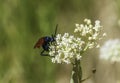 Tarantula Hawk Wasp with a blue body yellow wings Royalty Free Stock Photo