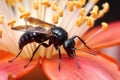 tarantula hawk wasp on cactus flower, feeding on nectar Royalty Free Stock Photo